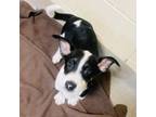 Adopt Speck a Mixed Breed