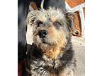 Theo, Border Terrier For Adoption In Auburn, Washington