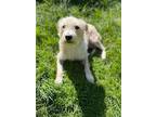 Cata, Cairn Terrier For Adoption In Auburn, Washington