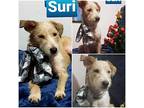 Suri, Cairn Terrier For Adoption In Auburn, Washington
