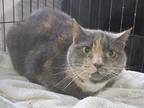 Kitty Front Declawed, Domestic Shorthair For Adoption In St. Louis, Missouri