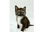 Tuffy, Domestic Shorthair For Adoption In Greensboro, North Carolina