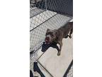 Raider, American Pit Bull Terrier For Adoption In Oakland, California