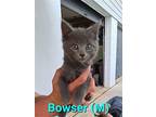 Bowser Kitten, Domestic Shorthair For Adoption In Breinigsville, Pennsylvania