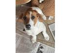 Jack-in Foster Home, Jack Russell Terrier For Adoption In South Bend, Indiana