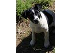 Tango, Jack Russell Terrier For Adoption In Panther, West Virginia