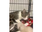 Azalea, Domestic Shorthair For Adoption In Rock Springs, Wyoming