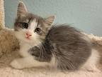 Meadow, Domestic Mediumhair For Adoption In Irvine, California