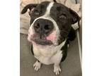Ricky, American Pit Bull Terrier For Adoption In Des Moines, Iowa