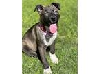 Charming, American Staffordshire Terrier For Adoption In Phoenix, Arizona