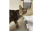 Sammy, Domestic Shorthair For Adoption In W. Windsor, New Jersey