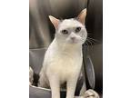 Bernadette, Domestic Shorthair For Adoption In Port Mcnicoll, Ontario