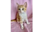 Leevi, Domestic Shorthair For Adoption In Wellington, Florida