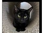 Julia, Domestic Shorthair For Adoption In Wellington, Florida