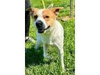 Jolly Rancher, Terrier (unknown Type, Medium) For Adoption In Palos Heights