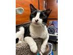 Domino, Levittown Ps (fcid 04/28/2024-400), Domestic Shorthair For Adoption In