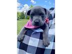 Tessie, American Staffordshire Terrier For Adoption In Pittsboro, North Carolina