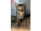 Katniss, Domestic Shorthair For Adoption In Little Elm, Texas