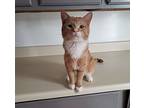Tommy, Domestic Shorthair For Adoption In Morton Grove, Illinois