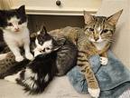 Diana, Wales, Spencer, Fergie & Elton, Domestic Shorthair For Adoption In West