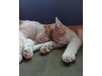 Patchi & Tobler, Domestic Shorthair For Adoption In Woodbury, New Jersey