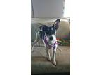 Woody, Rat Terrier For Adoption In Lake Forest, California