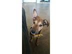 Luca, Manchester Terrier For Adoption In Lake Forest, California