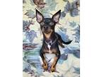 Penny, Miniature Pinscher For Adoption In New York, New York