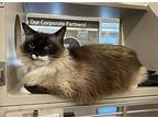 Thor, Ragdoll For Adoption In Lincoln, Nebraska