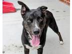 Adopt Lobster Roll aka Bruce a Border Collie, Mixed Breed