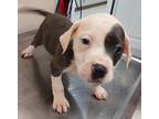 Aries(puppy 6)bagel, American Pit Bull Terrier For Adoption In Mocksville