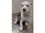 Aries(puppy 2)biscuit, American Pit Bull Terrier For Adoption In Mocksville