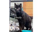 Buddy, Domestic Shorthair For Adoption In Orlando, Florida