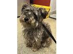 Schnauzer (standard) For Adoption In Pomona, California