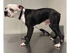 K-1, Boston Terrier For Adoption In Pomona, California