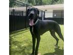 Adopt Rowlett a Great Dane