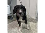 Terrier (unknown Type, Medium) For Adoption In Pomona, California