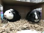 Loki, Guinea Pig For Adoption In Oakland, New Jersey