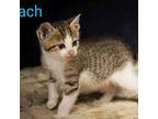 Kitten: Zach Domestic Mediumhair Male