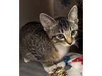 Larry, Domestic Shorthair For Adoption In Joliet, Illinois