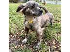 Carly, Dachshund For Adoption In For Lauderdale, Florida