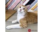 Mango, American Shorthair For Adoption In St. Louis, Missouri