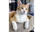 Mango, American Shorthair For Adoption In St. Louis, Missouri