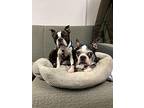 Wallace And Watson, Boston Terrier For Adoption In Wethersfield, Connecticut