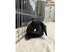 Hamilton 1, Lop, Holland For Adoption In Pflugerville, Texas