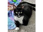 Waverly, Domestic Shorthair For Adoption In Pittsburgh, Pennsylvania