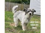 Emery Gray, Terrier (unknown Type, Small) For Adoption In Wilson, North Carolina