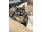 Nova Orchard, Domestic Shorthair For Adoption In Mount Laurel, New Jersey
