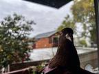 Cocoa Puff, Pigeon For Adoption In San Francisco, California