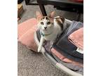 Sunny, Domestic Shorthair For Adoption In Santa Monica, California